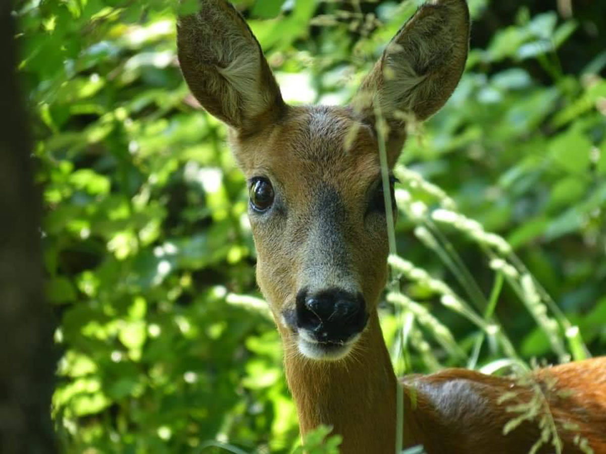 Capriolo nel verde - Anna Gelmetti